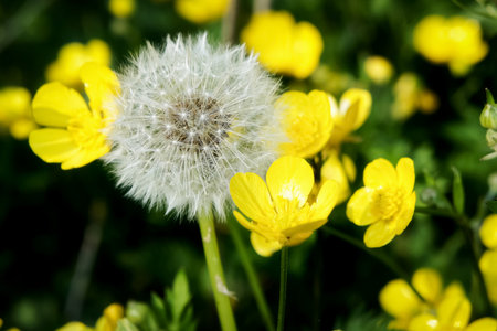 white fluffy dandelion flower among yellow flowers of creeping buttercup in spring on dark green bokeh backgroundの写真素材