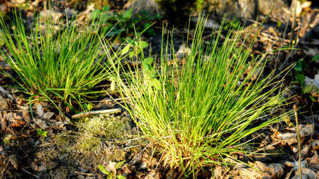 sprouts of young green grass. green bunch of young spring grass. new spring life. grass close upの写真素材