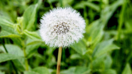 dandelion close up. spring white fluffy dandelion flower on a green bokeh backgroundの写真素材