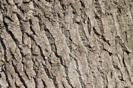 tree bark close up. ash bark close up. bark of an old giant ash tree. tree bark textures, patterns and backgroundsの写真素材