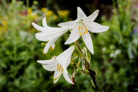 bright white lily flowers close up. spring lily flowers on a green bokeh backgroundの写真素材