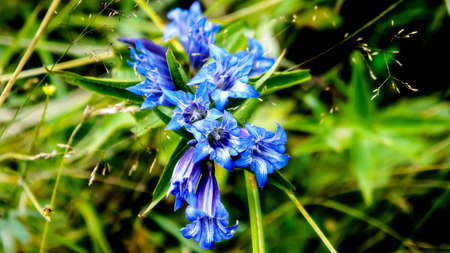 bright blue flower close up. bright blue mountain flower of willow gentian or Gentiana asclepiadea in summer. mountains wild flowersの写真素材