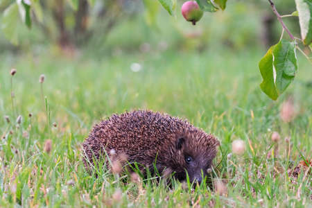 Hedgehog sitting in grass and looking straightの写真素材