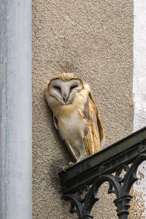 Screech owl, Tyto alba, perching on balcony of old building in city and looking straightの写真素材