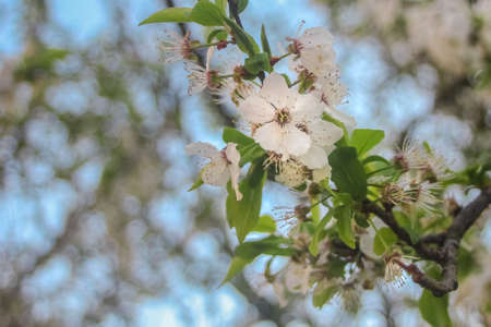 Beautiful spring cherry blossoms in fading pastel background, soft focus