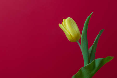 One yellow tulip on red background, place for copy spaceの写真素材