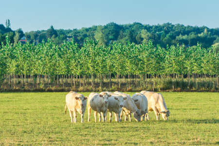 Young white bulls cross the green wide meadow when the sun goes down in Bourgogne. France, Burgundy.の写真素材