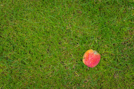 Falling fresh red apple lying on green grass in garden