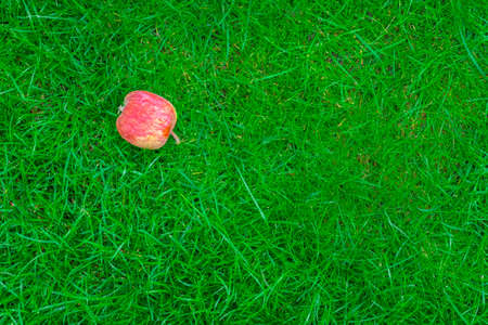 Falling fresh red apple lying on green grass in gardenの写真素材
