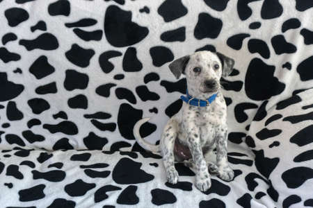 Find dog. Young mixed dalmatian sitting on camouflage background sofa.の写真素材
