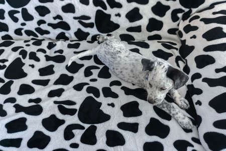 Find dog. Young mixed dalmatian laying on camouflage background sofa.の写真素材