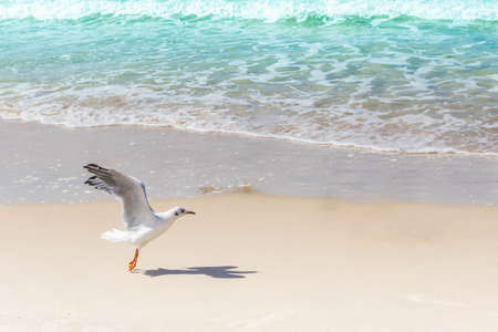 Flying seagull at sandy beach. Gull spreading wings on seashore. Bird flying up from sand coast by...