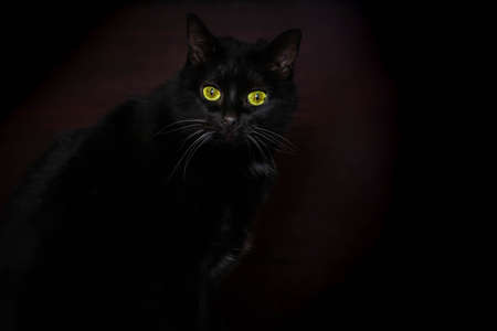 Black cat in dark room. Cat eyes glowing in darkness. Find black cat in black room concept. Cat's green eyes shining in darkroom. Low light. Halloween conceptの写真素材