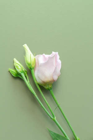 Beekeeper standing near hive and holding bee smoker. Person in beer suit blowing smoke to bees of beehive in apiary. Beekeeping in countryside. Organic farming concept.の写真素材