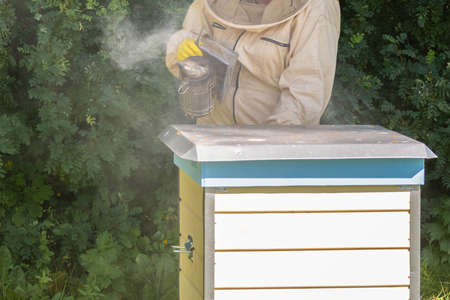 Beekeeper standing near hive and holding bee smoker. Person in beer suit blowing smoke to bees of beehive in apiary. Beekeeping in countryside. Organic farming concept.の写真素材