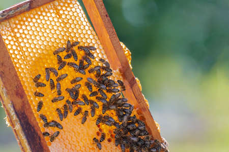 Honey bees on golden honeycomb in summertime. Frame of honeycomb with bees in apiary. Beekeeping in...