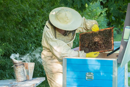 Beekeeper removing honeycomb from beehive. Person in beekeeper suit taking honey from hive. Farmer...