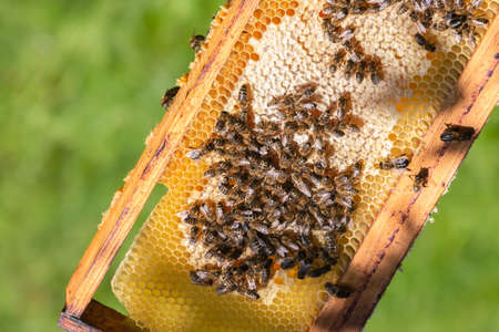 Frame of golden beehive with bees on green nature background. Honey bees on honeycomb. Beekeeping in...