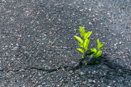 Close-up of plant growing on road. Plant as asphalt breaker. Weed growing in a crack. Green plant poking up through asphalt. Concept survival of nature.の写真素材