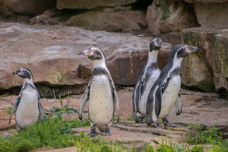 Group of penguins walking among the rocks of the beach. Penguins running between the rocks. Penguins standing on stones. Penguins are resting.の写真素材