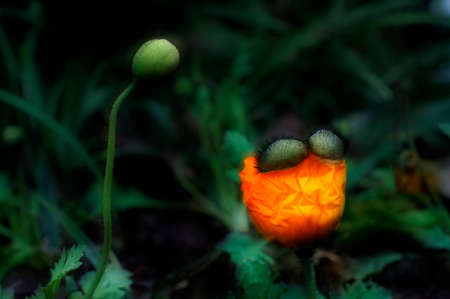 corn poppyの写真素材