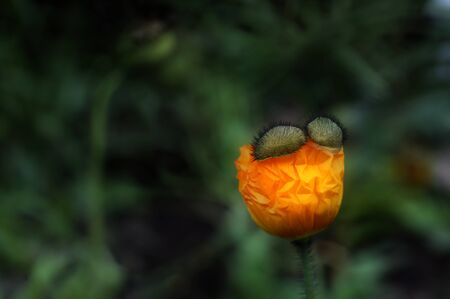 corn poppyの写真素材