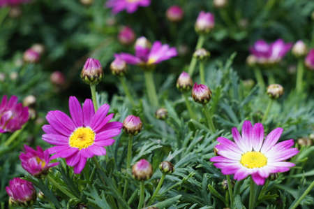 flowersの写真素材