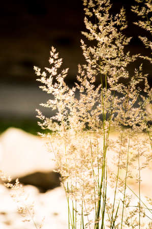 Grass
