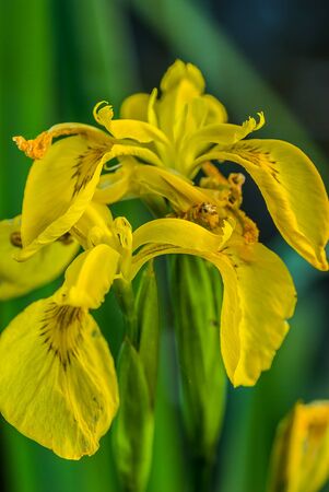 Yellow irisの写真素材