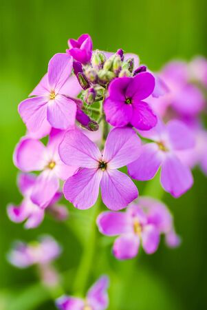 Closeup on pink flowers plants with background blur.の写真素材