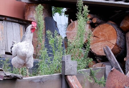 Two chickens in the yard pecking crumbs of bread.の写真素材