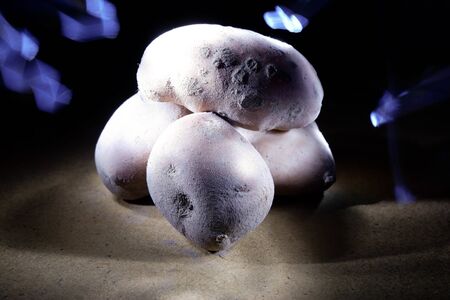 Potato in the light of flashlights from different sides. Potatoes at night. Potato on a dark background.の写真素材
