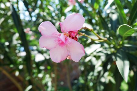 Blooming Pink Oleander flowers Oleander Nerium close up. Selective focus.の写真素材