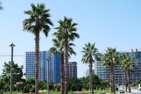 Beautiful palm trees on a background of blue sky and city.の写真素材