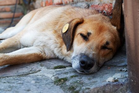 Tired dog sleeps in a street. Lonely homeless dog sleeping on the sidewalk.の写真素材
