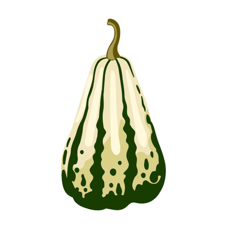 Hand drawn white spotted gourd, decorative pumpkin. Autumn harvest, decoration for thanksgiving and halloween. Striped squash vegetable. Vector isolated flat cartoon illustration.のイラスト素材