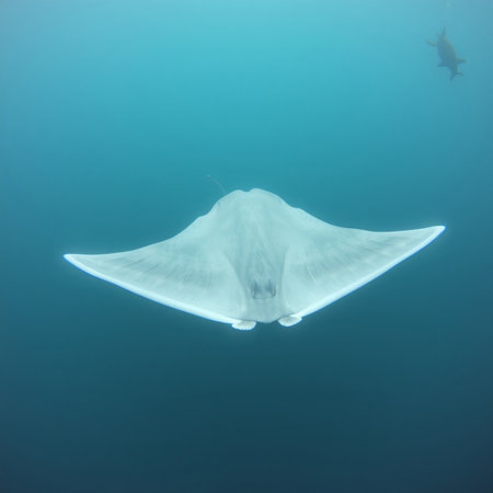 Manta ray in the Red Sea.
