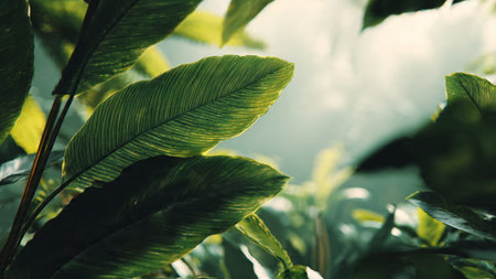 Close up of green leaf with blurred background. Vintage tone style.
