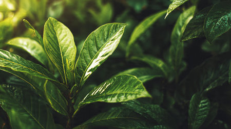 Green leaves background. Fresh leaves background. Leaves background.