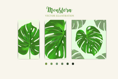 Monstera plant leaf from tropical forests crop in picture Can be used for greeting cards, flyers, invitations, web design, to everything. File has clipping path.のイラスト素材