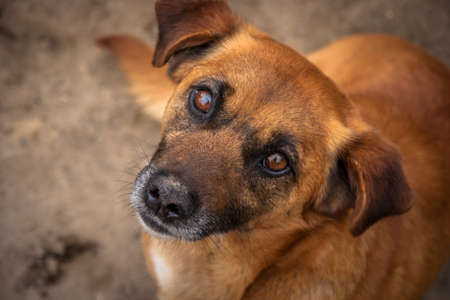 Old red brown dog is waiting for someone to love and to be happy at the street with sad eyes in focusの写真素材