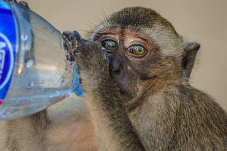 Macaques monkey seems very thirsty. A beautiful illustration of how a monkey is being provided with water from a human. We shall aim to leave peacefully and find a common language with all spices around us.の写真素材