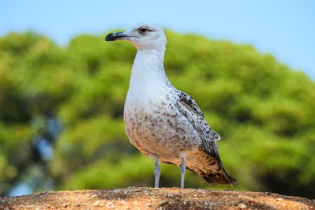 A beautiful seagull is observing its environment.の写真素材