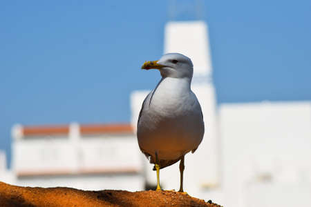 A close-up picture of a seagull.の写真素材