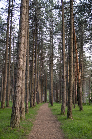 Forest road in springの写真素材