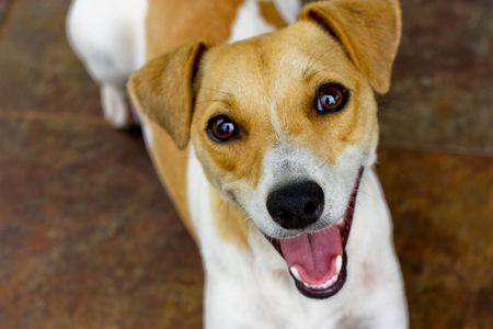 Puppy dog Jack Russel Terrier happy and smiling