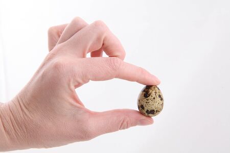 egg