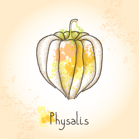 Dotted Physalis or Cape gooseberry on the textured beige backgroundのイラスト素材