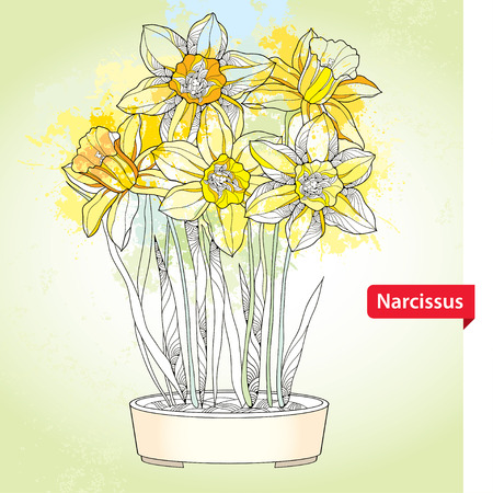 Bouquet with narcissus flower or daffodil in round pot on the background with blots in pastel color.のイラスト素材