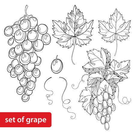 set with ornate bunch of grape and grape leaves in black isolated on white backgroundのイラスト素材